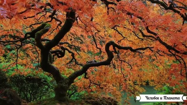 Японский сад в Пордленде, США смотреть онлайн