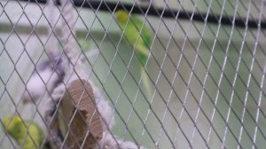 22апреля 2022г.Все птенцы вылетели из гнезда. Всем птенцам уже  есть  1месяц!Волнистые попугаи.