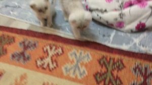 Кошку забрали из СКОРОЙ | ГДЕ спрятался КОТЁНОК??