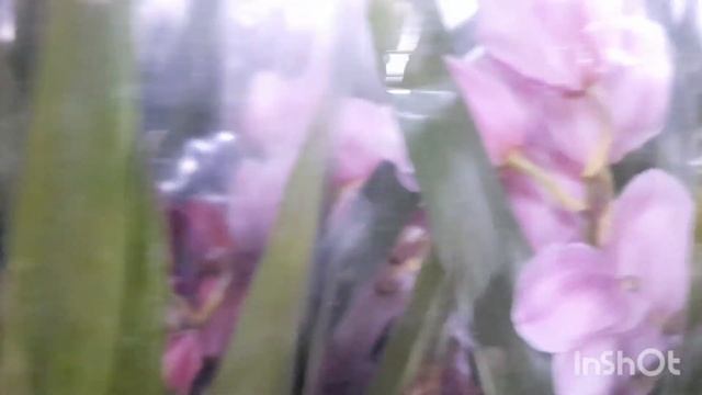 Шикардос!!! Орхидеи  в магазине Цветочный склад. Цены со скидкой 200р, когда скажите, что от Марии)