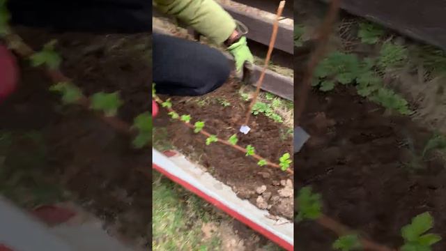 📦 Видео-обзор и посадка саженцев от Долины Растений🌳