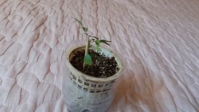 1. Муррайя черноплодная - кёнига (первая часть) смотреть онлайн