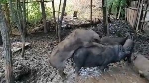 Скрещивание диких свиней. Вьетнамка и мангал.