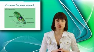 Эвглена зеленая. Онлайн подготовка к ЕГЭ по Биологии.