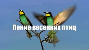 Пение весенних птиц