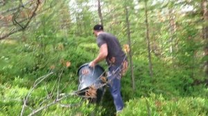 Работа в Финляндии. Сбор черники. Работа за границей. Garant Work Finland