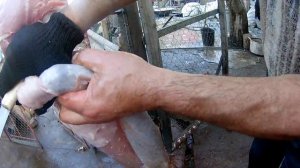 Снять шкуру, разделка  нутрии.