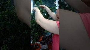 Мирт комнатное растение Уход в домашних условиях Полезные свойства мирта Черенкование Обрезка мирта