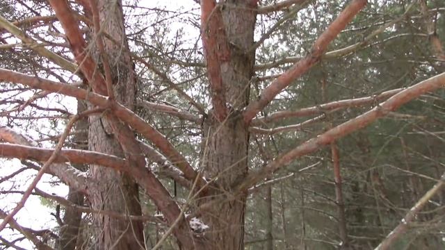 Зимний отдых на лесном домике у реки - Художник в ДЕРЕВНЕ