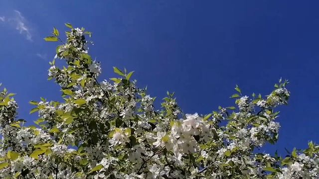 Пение птиц. Пеночка весничка