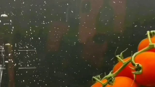 ЧЕКИ ПОКАЖЕШЬ В ФАС! ПИРАТСКАЯ ЖИЗНЬ. ОБЗОР. смотреть онлайн