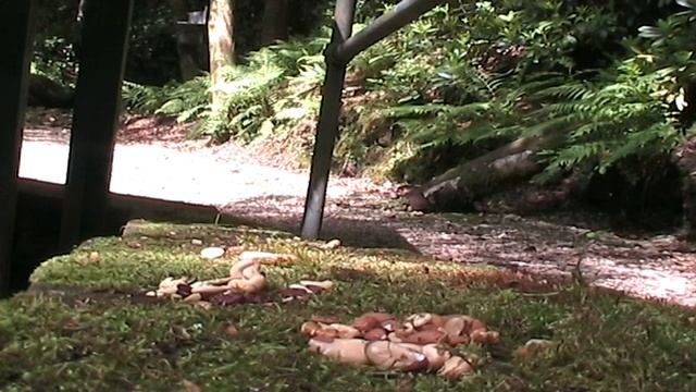 Shap Red Squirrels 18062018 Canon MV 920 смотреть онлайн