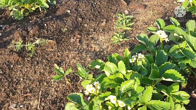 День на даче жарим шашлыки смотреть онлайн