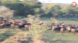INACREDITÁVEL:LEOPARDO SE DEU MAL AO ATACAR GNU.