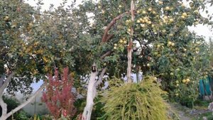 Урожай яблок в саду отличный. Хороший уход и большой урожай