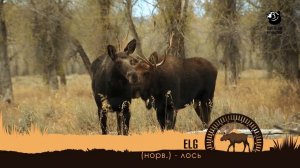 Открытие сезона // Спутники охотника // Серия 5