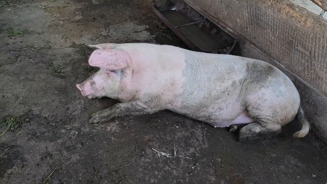 Свиньи в базу  Понаблюдал за хрюшками  Это настоящие свиньи 