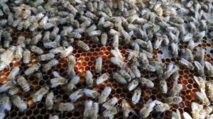 Применяем разделительные решётки в корпуснных ульях.