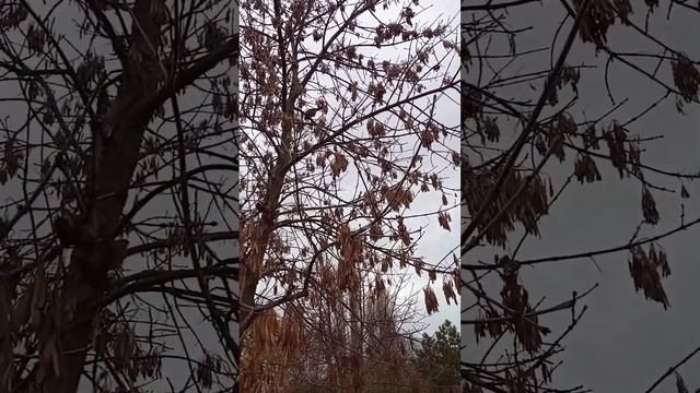 Симферополь птицы Крыма