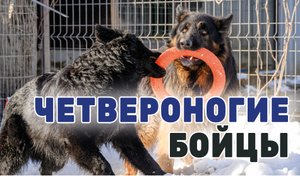 Как готовят служебных собак для зоны СВО на Кубани