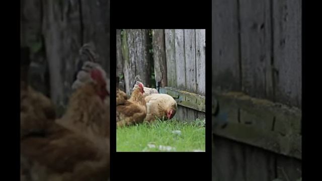 Звуки природы ранним утром в селе