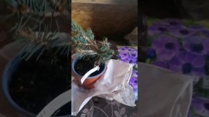 Ель ЭДИТ. Саженцы почтой.