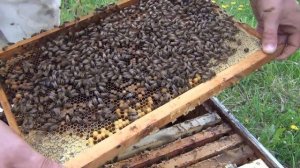 Начинающий пчеловод решил Купить Пчел Бакфаст и приехал к нам