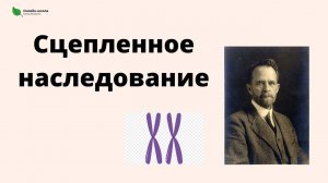 Генетика с нуля. Сцепленное с полом наследование. Сцепленное наследование генов. Задачи по генетике