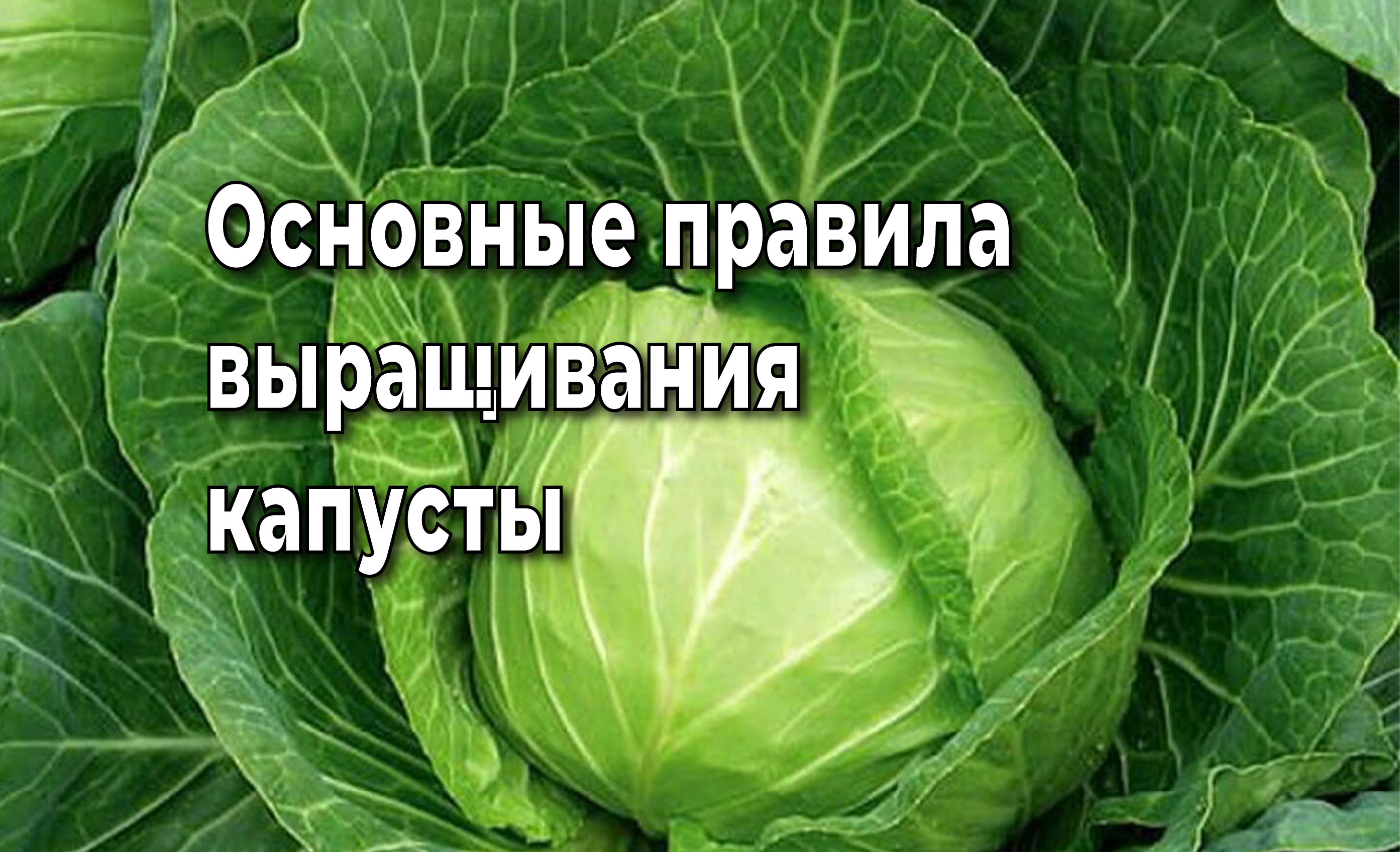 Что нужно сделать, что бы получить отличный урожай капусты.