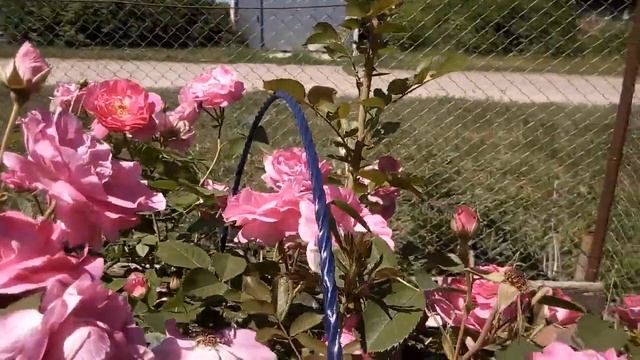 Роза Morden Centennial (Морден сентенниел) 2ой год посадки. Лето 2021 смотреть онлайн