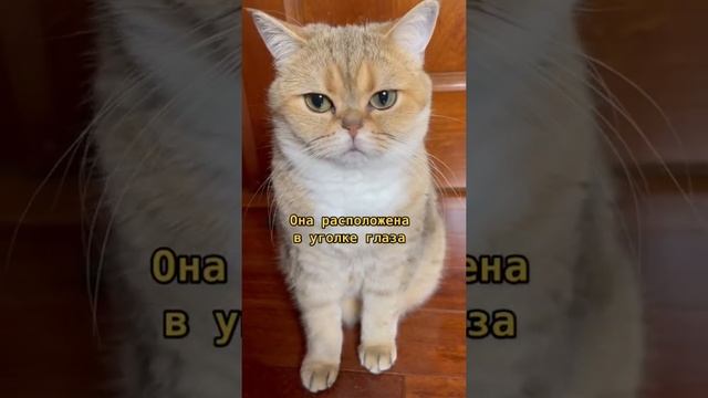 Почему кошки не моргают?? #Кот #Котики #Кошки смотреть онлайн