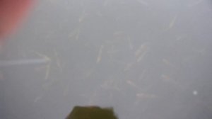 Тюлька на судака! Наловить зимой!