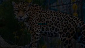 ТОП 5 самых опасных кошек на планете!!! Most dangerous!!!