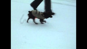 Не мешай собаке поводком!