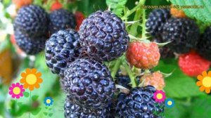 Малина черная Кумберленд. Краткий обзор, описание характеристик rubus idaeus Kumberlend