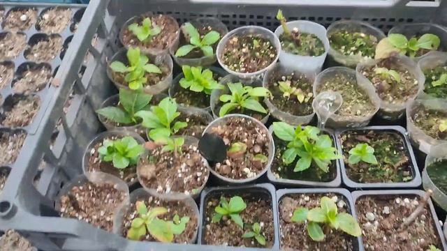 Осенние хлопоты, гортензия из питомника Аннабель через месяц. ноябрь 2023 Подмосковье смотреть онлайн