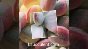 Cotyledon orbiculata cv variegated? how to buy rare Korean succulents