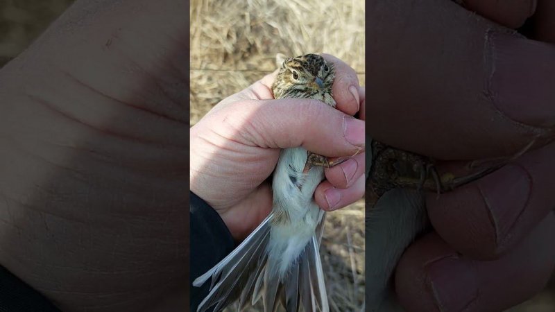 Один из сегодняшних жаворонков. Завтра будет большое видео о ловле.