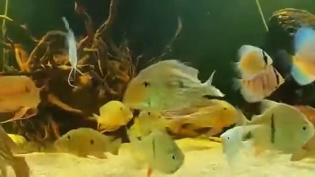 Геофагус Вайнмиллери смотреть онлайн