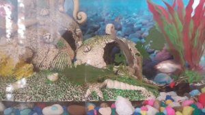 Караси любят крапиву, лучший корм от расстройства желудка аквариумных рыбок. Караси в аквариуме.