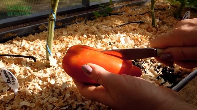 УРОЖАЙНЫЕ и НАДЕЖНЫЕ ТОМАТЫ проверенные временем! Советы от ЗЕЛЕНОГО ОГОРОДА! смотреть онлайн