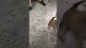 щенки Помчи , 2 месяца