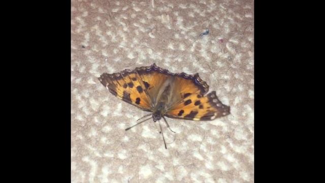 БАБОЧКА ПОСЕЛИЛАСЬ У НАС ДОМА смотреть онлайн