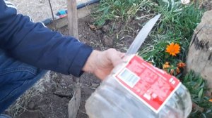 КАК СОХРАНИТЬ ГАЗАНИЮ ЗИМОЙ. В домашних условиях