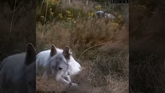 Цените жизнь смотреть онлайн