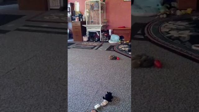 Bubbles escaping from her crate! смотреть онлайн