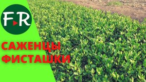 Фисташковый бизнес. Как выращивают саженцы фисташки. Стоимость саженцев. Армения