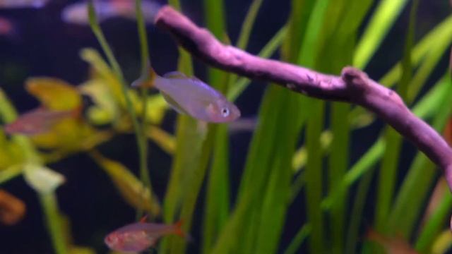 Dwarf neon rainbow fish(Melanotaenia praecox) with harlequin rasbora смотреть онлайн
