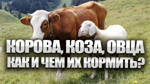 Чем кормить козу, овцу, корову?