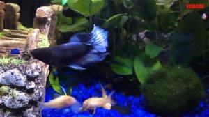 Аквариум для детей. Стоит ли ставить?